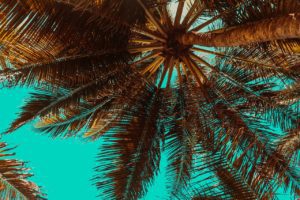 palm trees, tropical, summer-3619180.jpg
