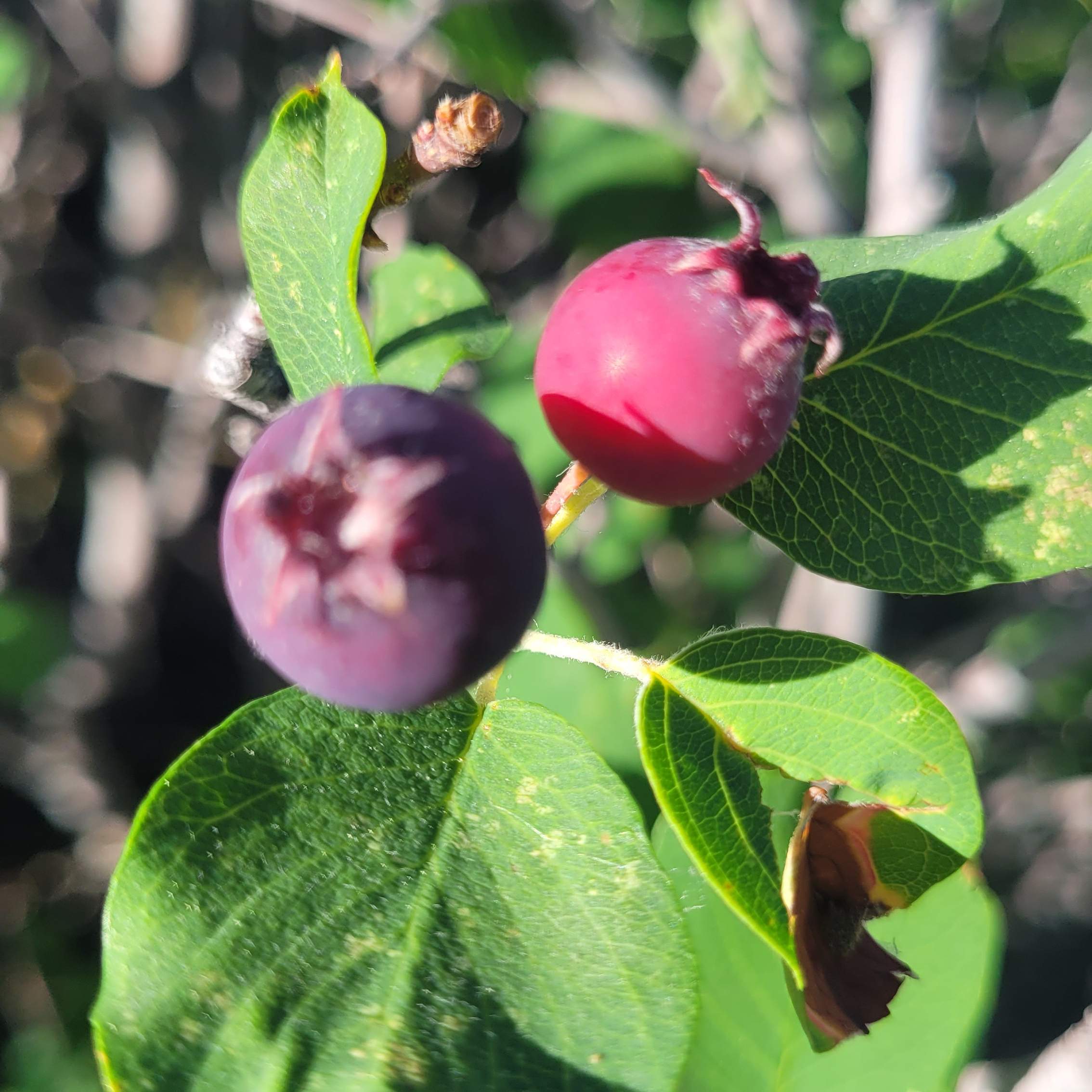 saskatoon_berry