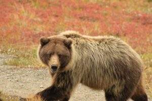 bear, grizzly, alaska-4486947.jpg