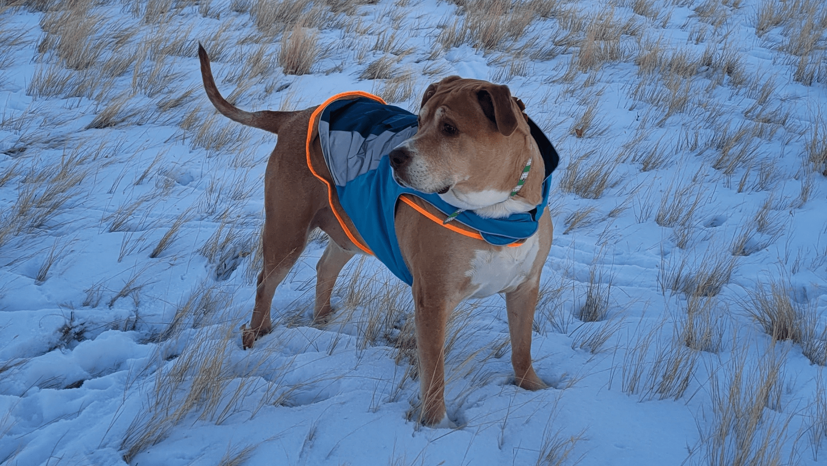dog wearing jacket in winter