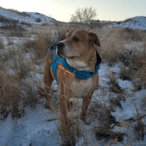 dog in the winter