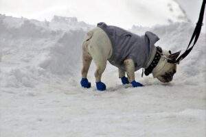 dog shoes, dog on a leash