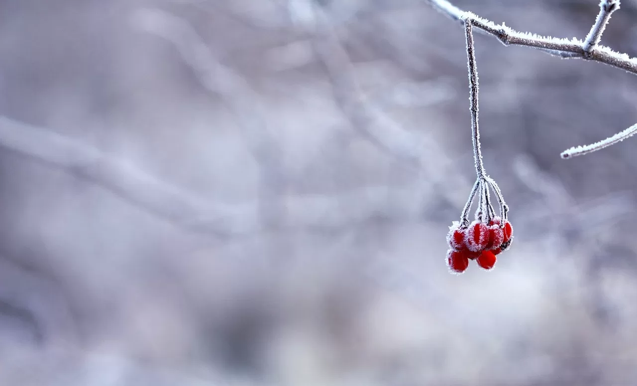 frozen, berries, red-201495.jpg