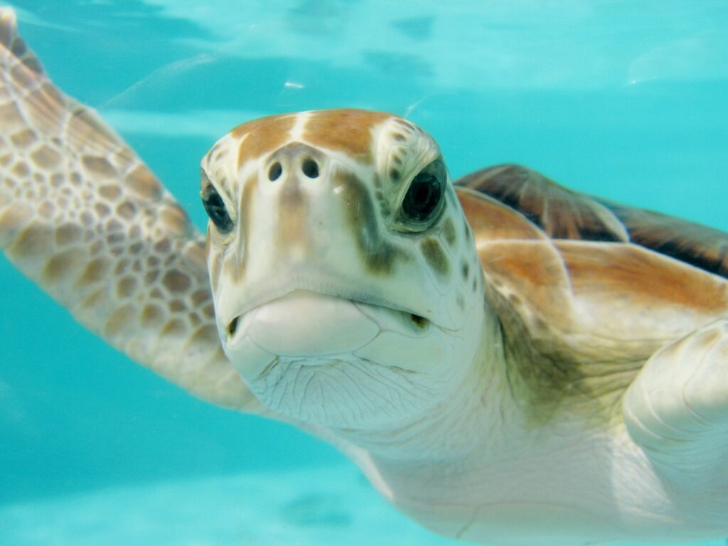 mexico, turtle, swim-2086549.jpg