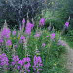 fireweed in cypress hills
