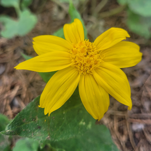 wild flower cypress hills