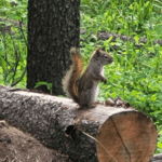 squirrel cypress hills