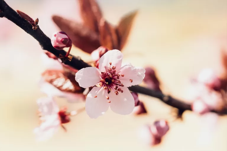cherry blossoms, petals, nature-7783523.jpg